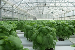 basil-2053350_1920