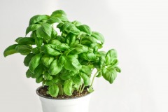 basil-3729618_1920