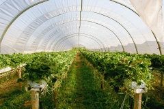 greenhouse-2096497_1920
