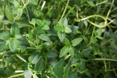 hydroponic-1115335_1920