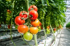 tomato-1310961_1920